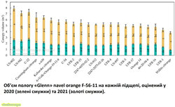Об’єм пологу «Glenn» navel orange F-56-11 на кожній підщепі, оцінений у 2020 (зелені смужки) та 2021 (коричневі смужки)..jpg
