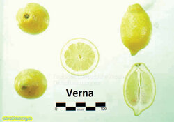 Verna lemon.jpg