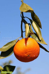 mandarina.jpg