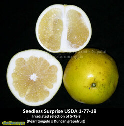 Seedless Surprise USDA 1-77-19.jpg