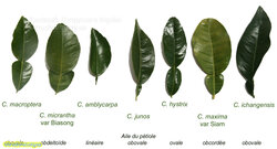 Feuilles_citrus_formes.jpg