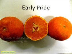 Early Pride mandarin citrus.jpg