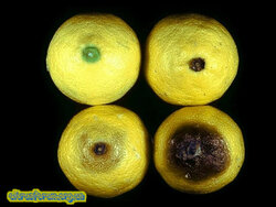 Alternaria_citri13.jpg (13.7 КБ) 8476 просмотров Alternaria_citri13.jpg