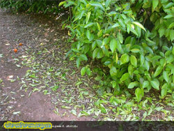 Сильна дефоліація, викликана інфекціями альтернаріозу alternata.jpg (27.04 КБ) 9168 просмотров Сильна дефоліація, викликана інфекціями альтернаріозу alternata.jpg