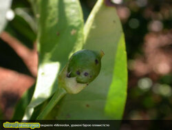 Молоді плоди танжело Minneola, уражені бурою пламистістю.jpg (87.81 КБ) 9760 просмотров Молоді плоди танжело Minneola, уражені бурою пламистістю.jpg