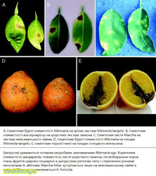 A-Symptoms-of-Alternaria-brown-spot-on-mature-Minneola-tangelo-leaves-B-Alternaria.jpg
