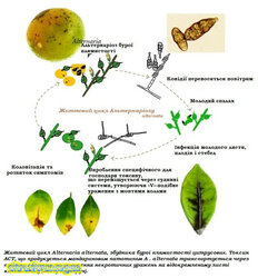 Життєвий цикл Альтерноріозу.jpg (17.84 КБ) 9155 просмотров Життєвий цикл Альтерноріозу.jpg