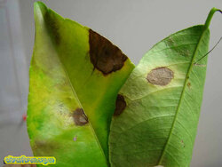 04Alternaria.jpg (12.4 КБ) 8842 просмотра 04Alternaria.jpg