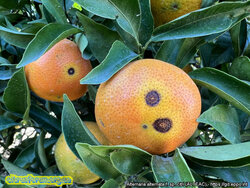 ALTEAC_13618.jpg (258.15 КБ) 9739 просмотров ALTEAC_13618.jpg