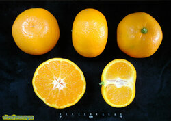 Belabela mandarin.jpg