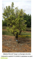 Дерево Murcott тангору на Swingle citrumelo, порівняйте здоровя та розмір із деревами на фоні.jpg