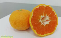 Chahara.jpg (153.14 КБ) 7624 просмотра Chahara.jpg