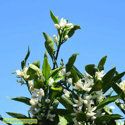 Kishu_Mandarin_Tree_7.jpg