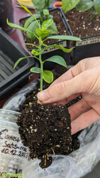 IMG_20240501_182238_933.jpg (16.24 КБ) 23910 просмотров IMG_20240501_182238_933.jpg