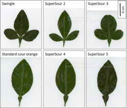 Greenhouse-grown-leaves-of-the-six-rootstock-clones.png