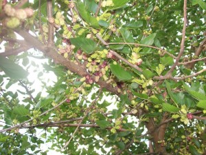 100_2726.JPG