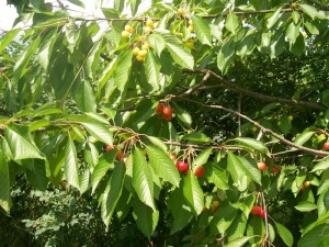 100_2730.JPG