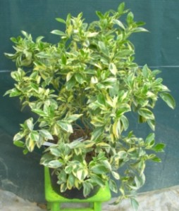 DSCN6754.JPG