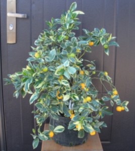 DSCN8928.JPG