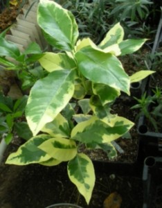 DSCN9254.JPG
