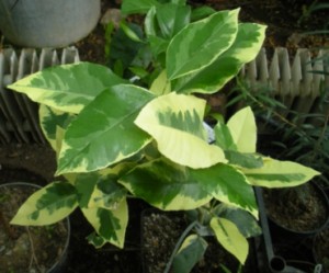 DSCN9252.JPG