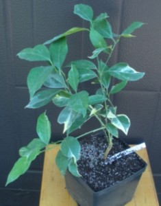 c.sinensiskotidiana2.jpg