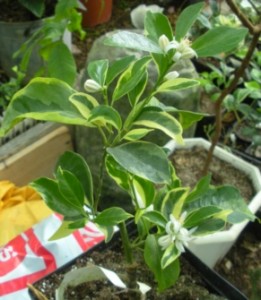 DSCN9251.JPG