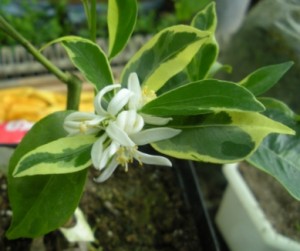 DSCN9249.JPG