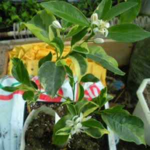 DSCN9248.JPG