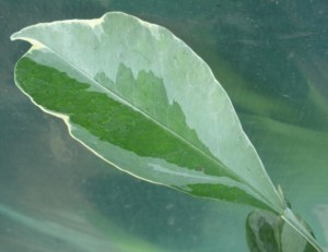 DSCN7353.JPG