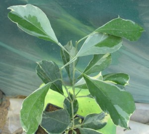 DSCN7358.JPG