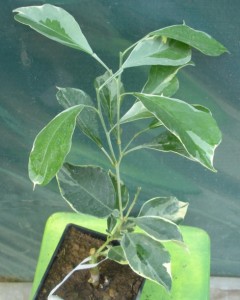 DSCN7357.JPG