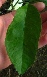 DSCN9495.JPG