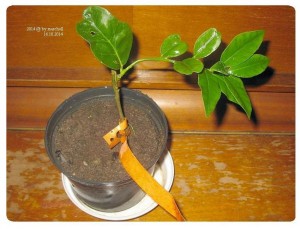 2014.JPG (23.34 КБ) 33456 просмотров 2014.JPG