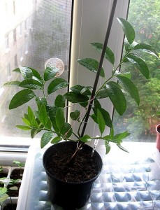 IMG_1859.jpg (118.41 КБ) 36857 просмотров IMG_1859.jpg