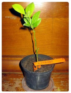 2014.JPG (22.99 КБ) 33456 просмотров 2014.JPG