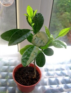 IMG_1858.jpg (79.82 КБ) 36857 просмотров IMG_1858.jpg