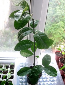 IMG_1864.jpg (126.49 КБ) 9362 просмотра IMG_1864.jpg