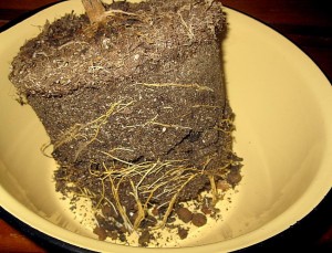 IMG_1578.jpg