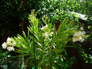 DSCF3460.JPG