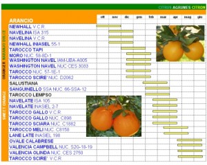New arancio tab_1.jpg