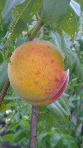 IMAG1168.jpg