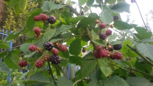 20150728_163120.jpg
