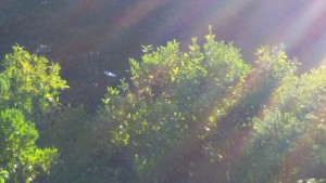 20150722_120935.jpg