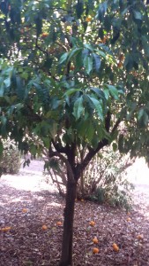 20150722_121810.jpg