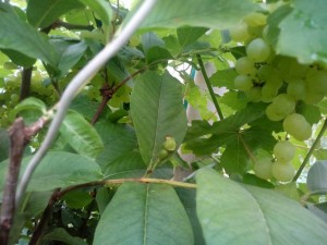 IMG_20150726_204122.jpg