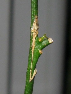 IMG_2060.jpg