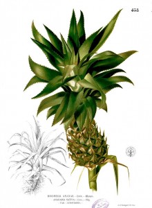 Ananas_comosus_Blanco2.458.jpg (20.5 КБ) 30920 просмотров Ananas_comosus_Blanco2.458.jpg