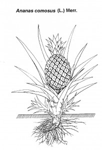 HA21Ananas_comosus.jpg (18.7 КБ) 32493 просмотра HA21Ananas_comosus.jpg