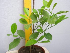 11a.JPG